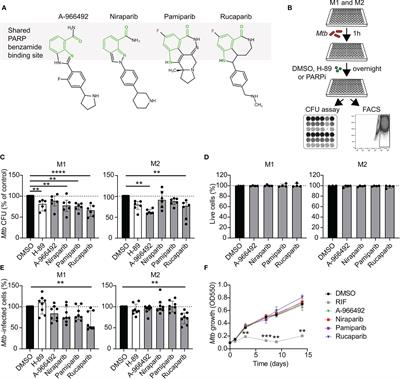 Pharmacological Poly (ADP-Ribose) Polymerase Inhibitors Decrease Mycobacterium tuberculosis Survival in Human Macrophages